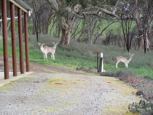 Molly's Chase Pic 5 - Rare twoheaded deer visiting Mollyfies