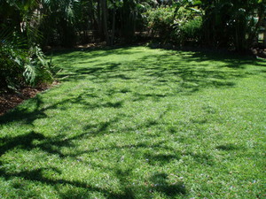 In2Turf Pic 2 - same lawn in yeronga