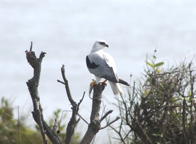 Illawarra Birding Tours Pic 1