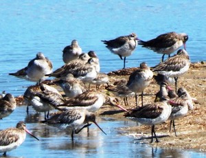 Illawarra Birding Tours Pic 3