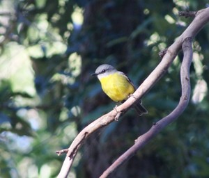 Illawarra Birding Tours Pic 2