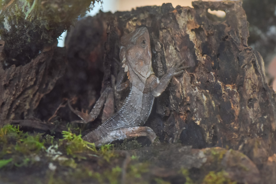 Mary Cairncross Scenic Reserve Thynne Natural History Education Pic 1