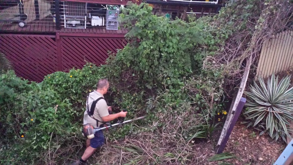 Wilson's Landscaping Services Pic 1 - Hedging and Pruning