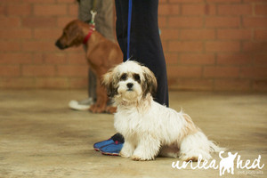 Fremantle K9 Care Pic 2