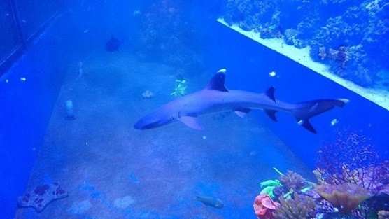 Majestic Aquariums Pic 1 - Snowy the White Tip Shark