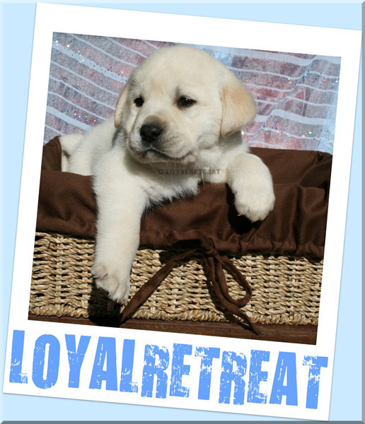 Loyal Retreat Pedigree Labrador Retrievers Pic 1