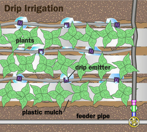 Total Water Services Pic 2 - Drip Irrigation