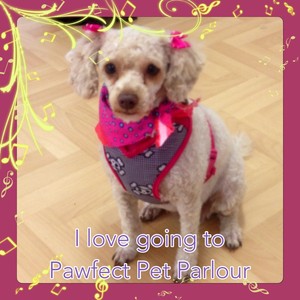 Pawfect Pet Parlour Pic 3