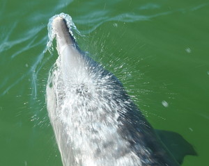 Moonshadow TQC Pty Ltd Pic 2 - Dolphin Watching Cruise