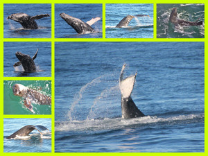 Moonshadow TQC Pty Ltd Pic 4 - Whale Watching Cruise