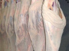 Stockinette Meat Bags Pic 2 - Stockinette wrapped carcasses ready for the freezer