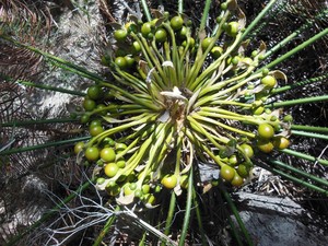 Denley Environmental Pic 3 - Cycas ophiolitica endangered