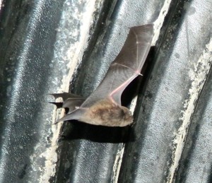 Denley Environmental Pic 2 - Eastern bentwing microbat