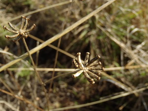 Denley Environmental Pic 4 - Trioncinia retroflexa endangered belyando cobblers pegs