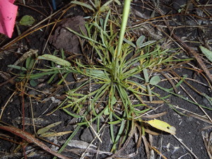 Denley Environmental Pic 5 - Trioncinia retroflexa endangered belyando cobblers pegs