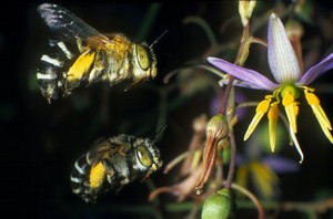 Matthew Lynch Pest Control Pic 3 - Bees