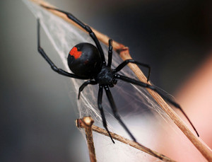 Matthew Lynch Pest Control Pic 2 - Red Back Spider