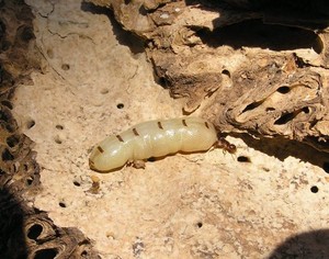 Matthew Lynch Pest Control Pic 5 - Termite Queen