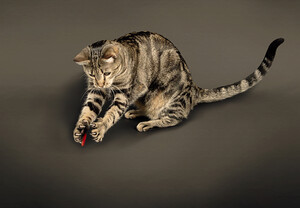 Colin Strauss Pet Photography Pic 2