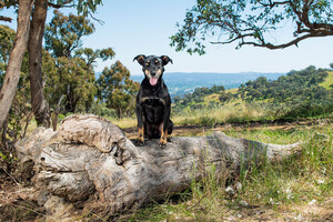 Colin Strauss Pet Photography Pic 5