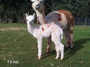 Pitchingga Ridge Alpacas Pic 3