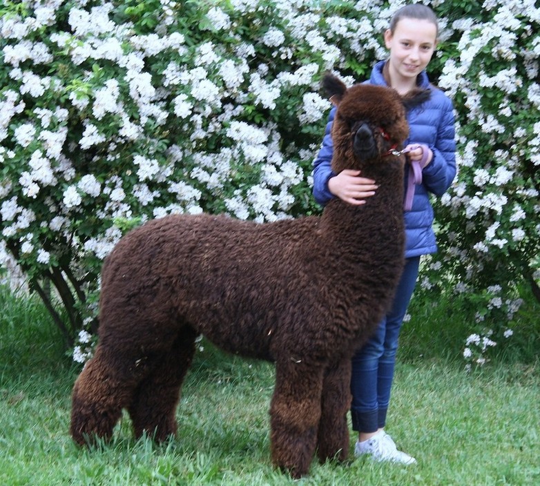 Pitchingga Ridge Alpacas Pic 1