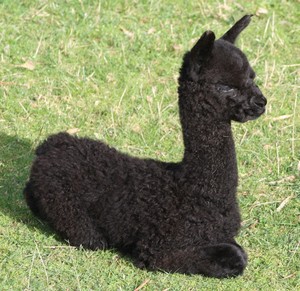 Pitchingga Ridge Alpacas Pic 2