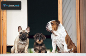 My Home Watch Pic 3 - Just because youre heading away shouldnt mean your pets have to be locked away at the pet boarders Out inhome complete pet care service is the affordable way to ensure your furry family members are given top care in the comfort of their own home