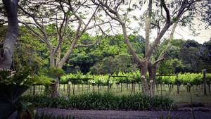 Ilnam Estate Winery Pic 4 - The pretty vineyards entrance to Ilnam Estate Winery