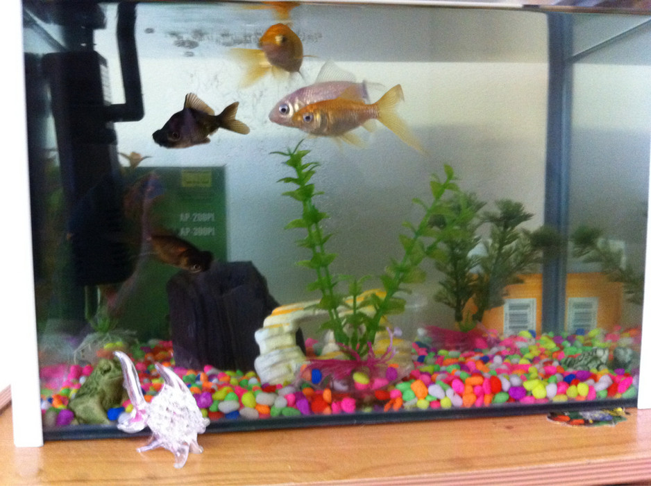 Zhang Jack Ling Shang Pic 1 - Happy fish in their new home from here