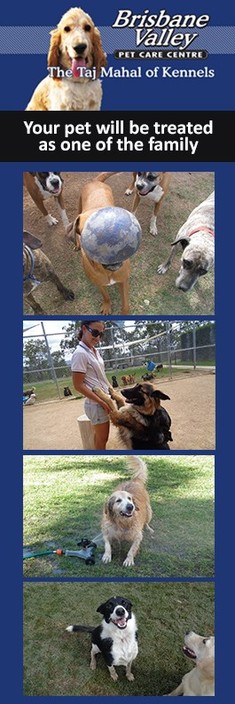 Brisbane Valley Pet Care Centre Pic 1 - Come and play with us we have so much fun while on holiday at Brisbane Valley Pet Care Centre