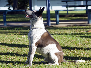 The Canine Classroom Pic 2 - Look