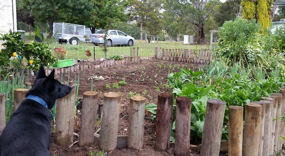 Garden Elves G=mc3 Pic 1 - Kelpie guarding veggie patch