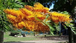 Garden Elves G=mc3 Pic 2 - Grevillea robusta