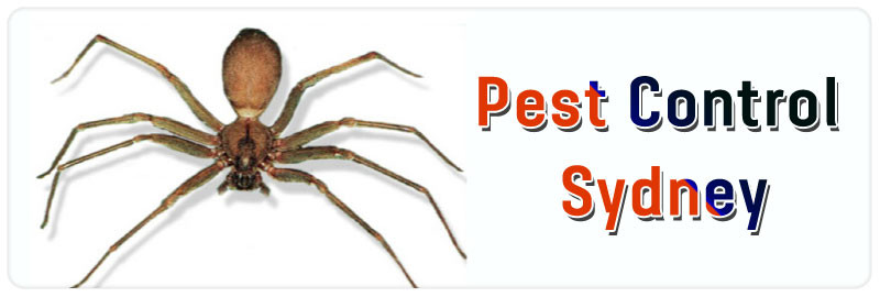 Stop That Pest Pic 1 - Pest Control Sydney Call us and get best pest control services in Sydney from local pest control experts at best rates today