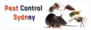 Stop That Pest Pic 2 - Pest Control Sydney Call us and get best pest control services in Sydney from local pest control experts at best rates today