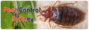 Stop That Pest Pic 3 - Pest Control Sydney Call us and get best pest control services in Sydney from local pest control experts at best rates today