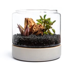 Littlegren Diy Terrarium Kits Pic 2