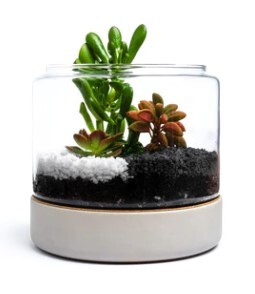 Littlegren Diy Terrarium Kits Pic 3