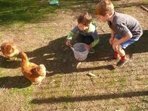 The Cubby House Early Learning & Kinder Pic 5 - Feeding the chooks