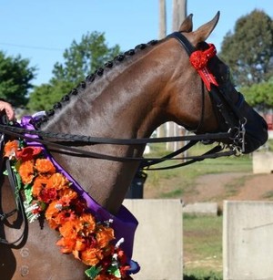 KK Equestrian (Horse Riding Lessons) Pic 4