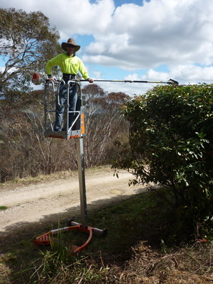 Yard Man Pic 2 - Hedge Trimming