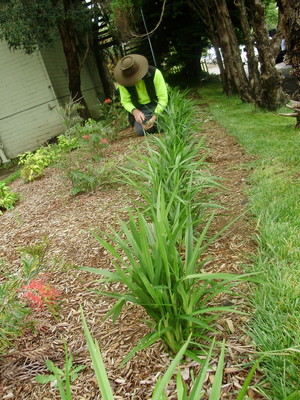 Yard Man Pic 3 - Landscaping