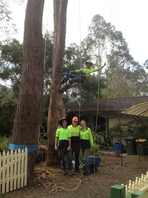 Yard Man Pic 4 - Tree Lopping