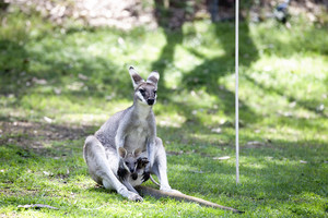 BIG4 Cania Gorge Holiday Park Pic 5 - Cania Gorge Wildlife Kangaroo