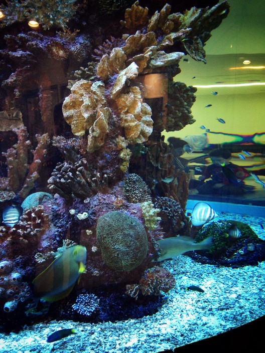 Royal Children's Hospital Pic 1 - Aquarium in the waiting room