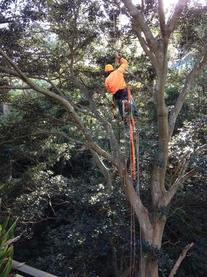 Chop & Lop Tree Services Pic 3