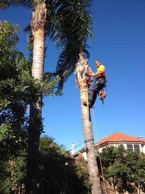 Chop & Lop Tree Services Pic 5