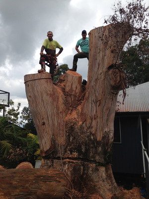 Rhino Trees Pty Ltd Pic 4 - Large tree removal Gold Coast