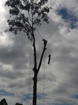 Rhino Trees Pty Ltd Pic 2 - Tree services tree pruning Broadbeach Gold Coast